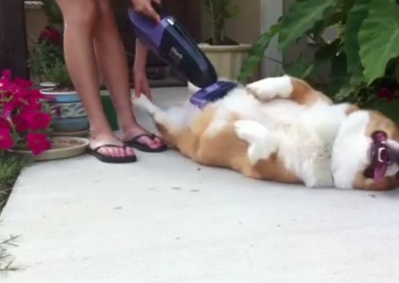 Evo kako se čisti psa – usisivačem!