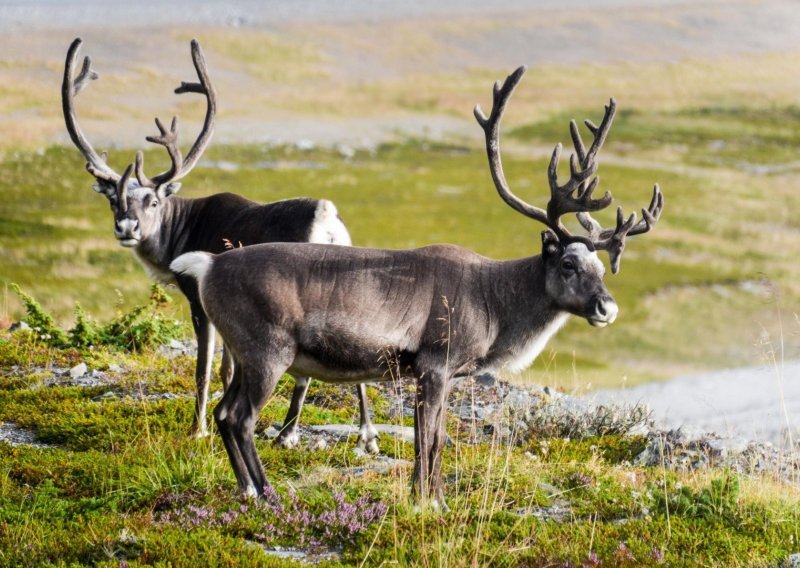 Zbog globalnog zatopljenja od gladi na arktičkom otočju Svaldbard uginulo 200 sobova