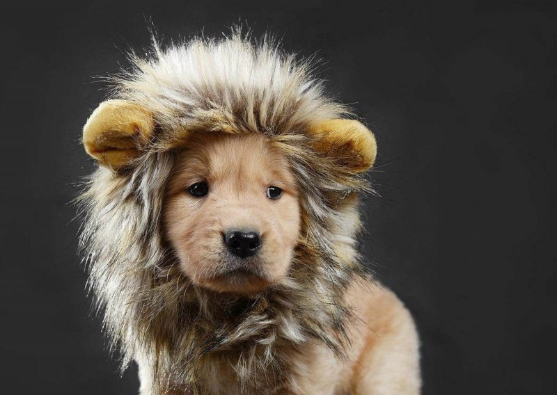 Taman kad ste pomislili da štenci i mačići ne mogu biti slađi odjenuli su lažne lavlje grive