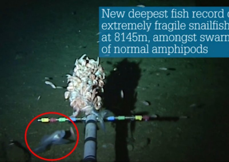 Otkrivena vrsta ribe, novi dubinski rekorder