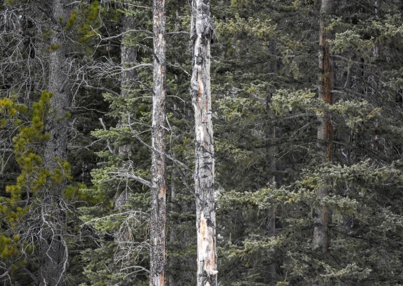 Možete li pronaći sovu na fotografijama šume?