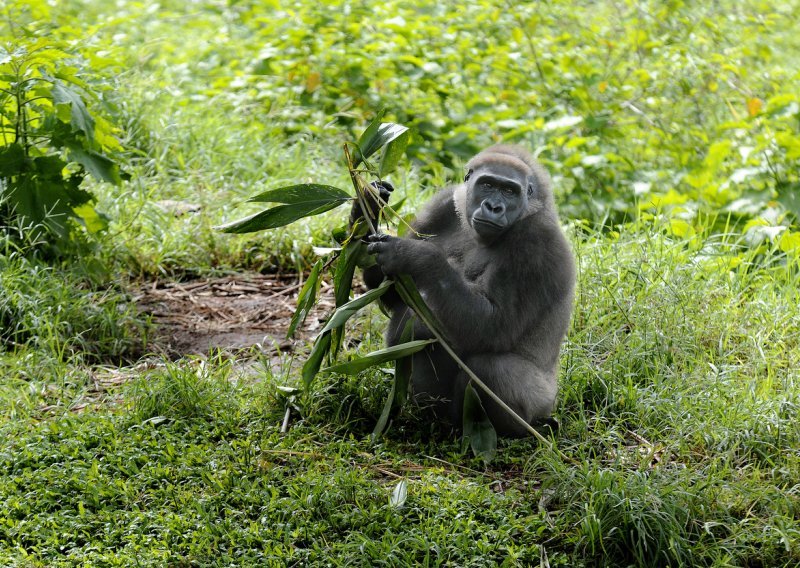 Genom gorile otkriva koliko su nam zaista slični