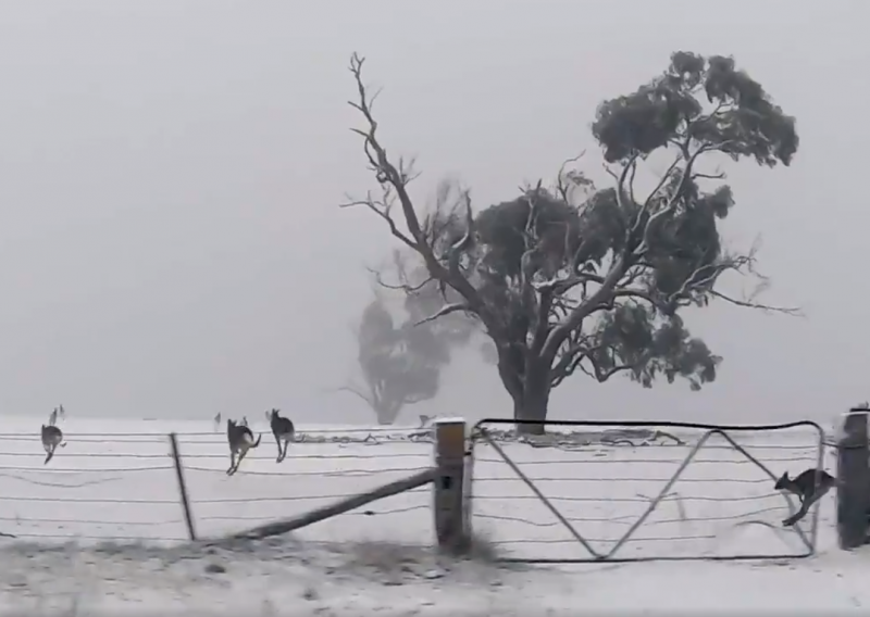Australiju smrzla ledena oluja, u  nekim dijelovima najviše snijega u zadnjih 20 godina
