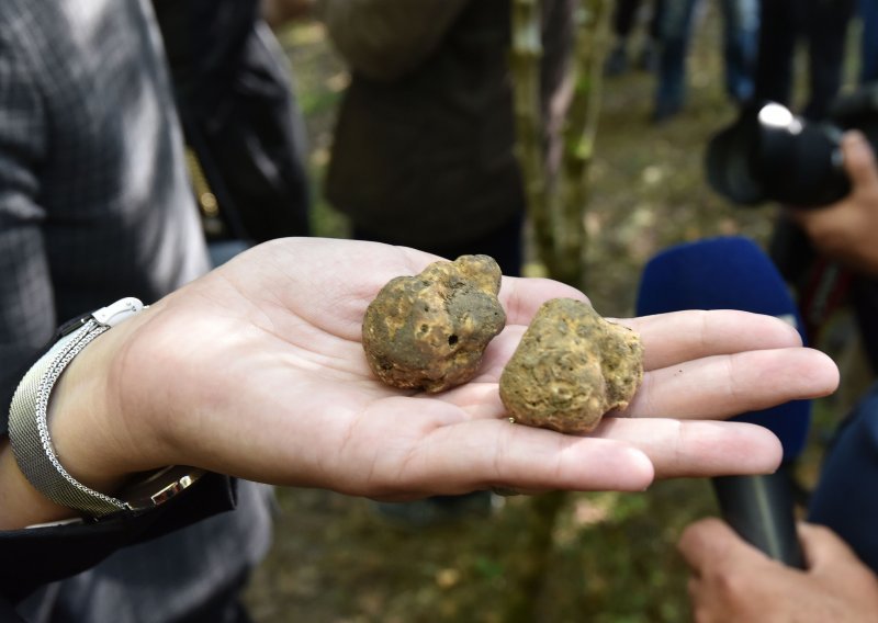 Španjolska, Italija i Francuska su lideri u uzgoju tartufa, ali jedna zemlja južne hemisfere im ozbiljno prijeti