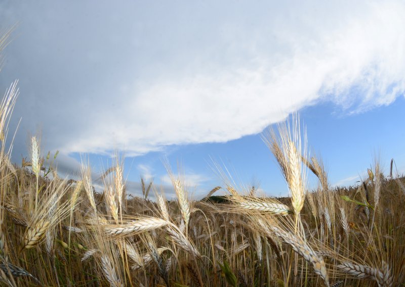 Njemački poljoprivrednici za slab urod krive klimatske promjene