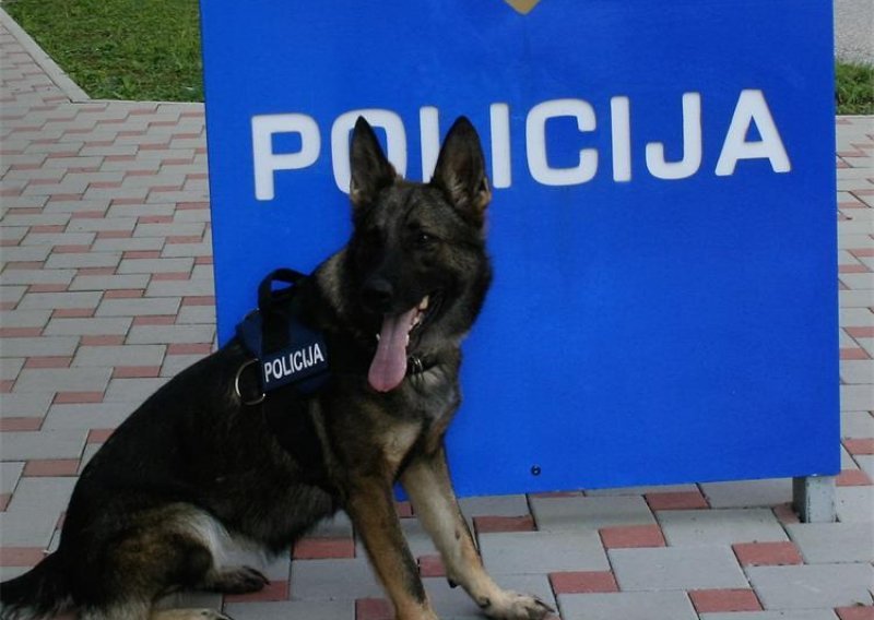 Policijski pas Boy u stanu šibenskog dilera pronašao više od 50 grama heroina