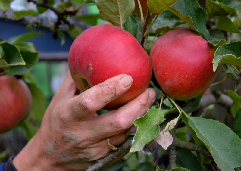 Prekupci i šverceri doveli voćare do ruba, trgovci ne žele vrhunske domaće jabuke, iako su uvozne i tri puta skuplje