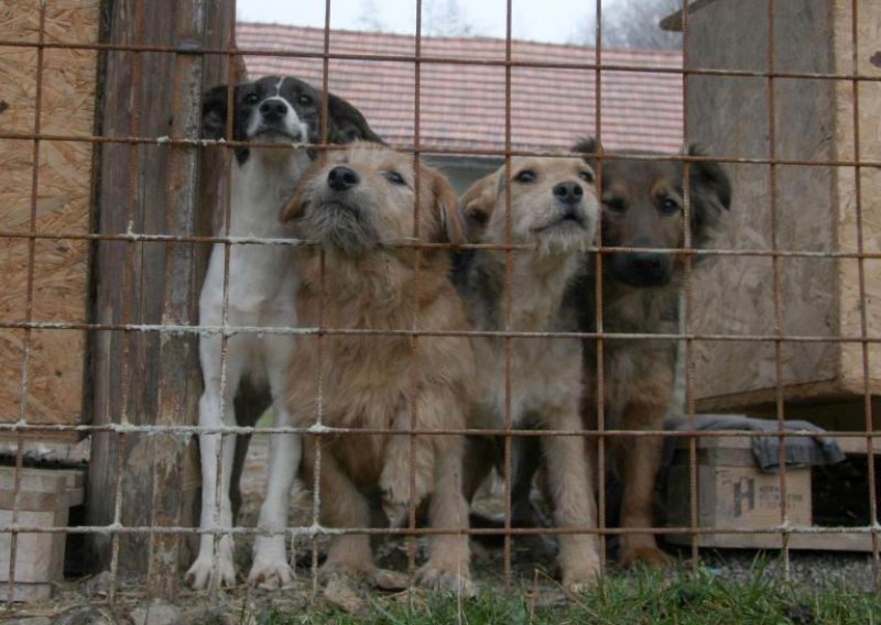 Teške optužbe na račun gradskog skloništa za životinje Dumovec