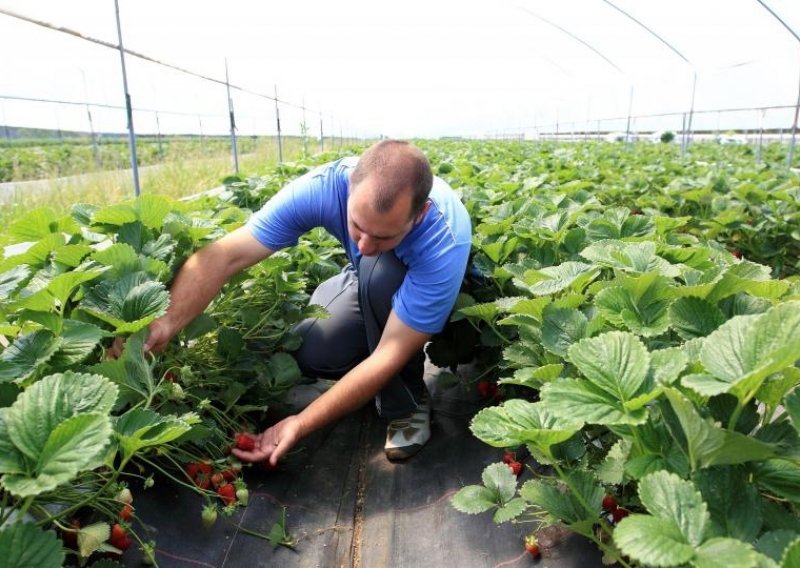 Nedostaje sezonskih radnika u poljoprivredi