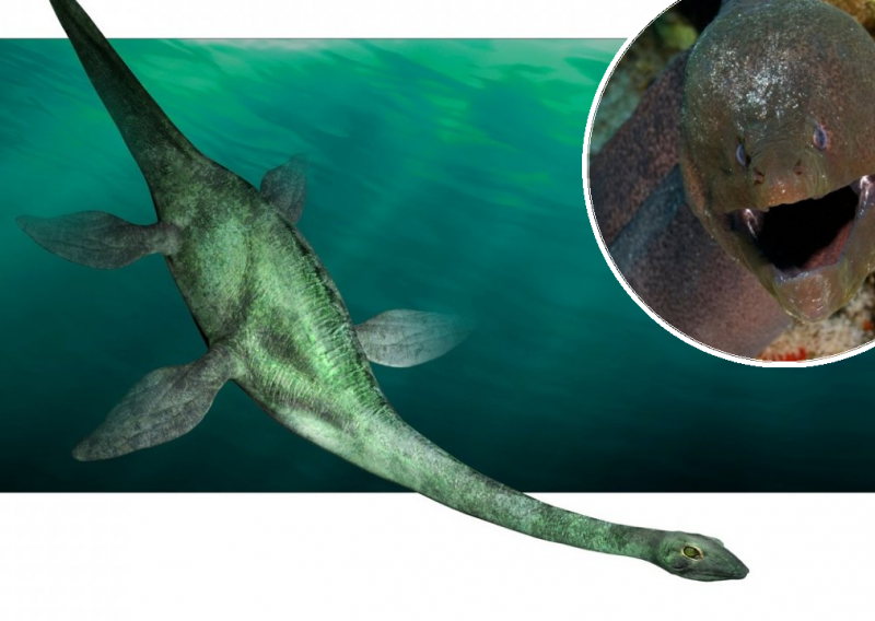 Ni gigantska riba, ni jesetra, ni grenlandski morski pas: Znanstvenici tvrde da je čudovište iz Loch Nessa - jegulja