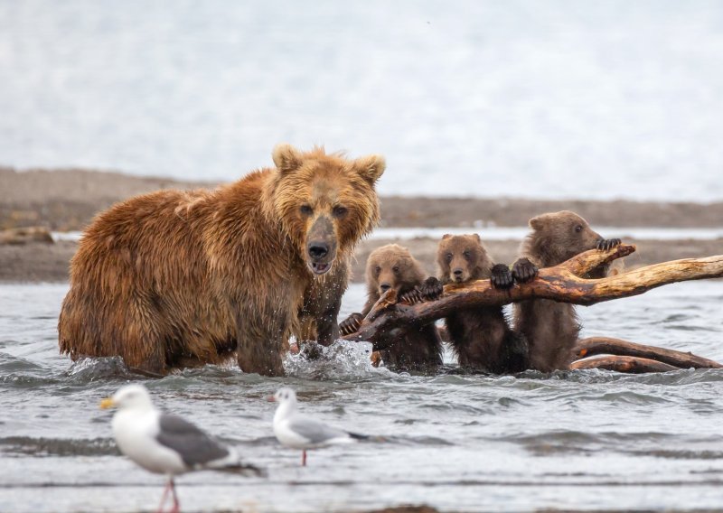Svijet divljih životinja je vrlo surov, a ova hrabra medvjedica obranila je svoje bespomoćne medvjediće