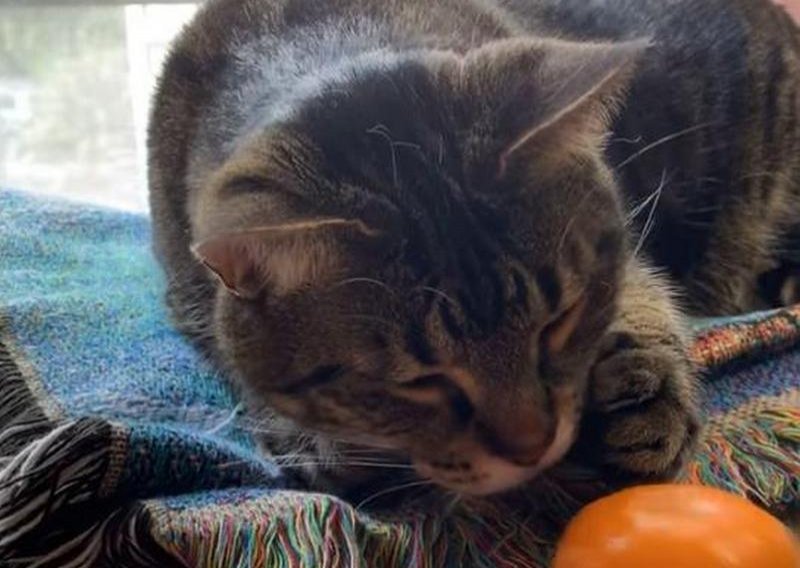 Slatki mačak nije mogao bolje pokazati da nije ljubitelj mandarina