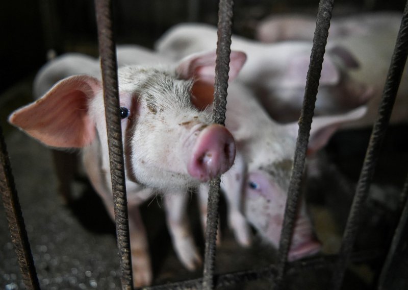 Japan zbog svinjske kuge uništio 753 svinje
