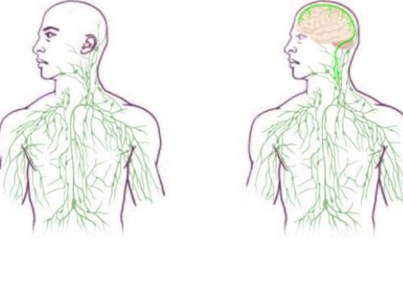 Mijenjaju se udžbenici: Otkriven nepoznat sustav u tijelu!