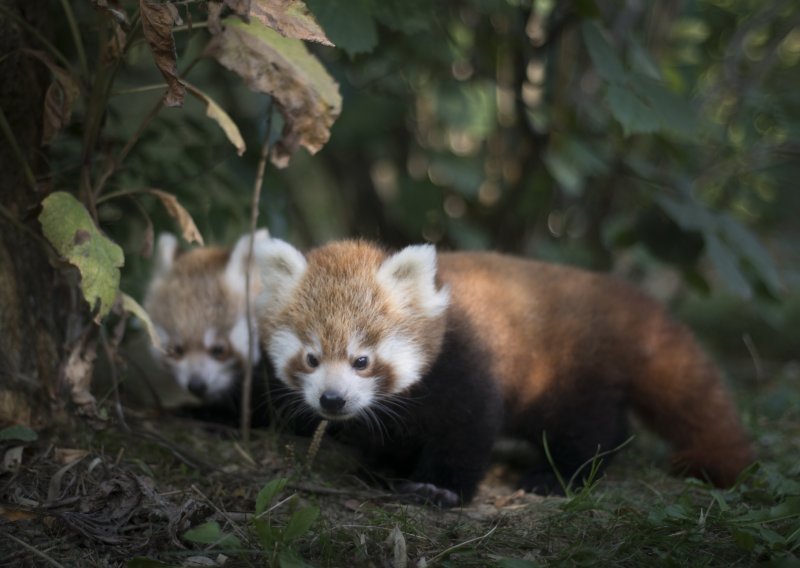 Blizanci crvene pande u zagrebačkom ZOO-u odlično napreduju; još su bez imena; izaberite im ga