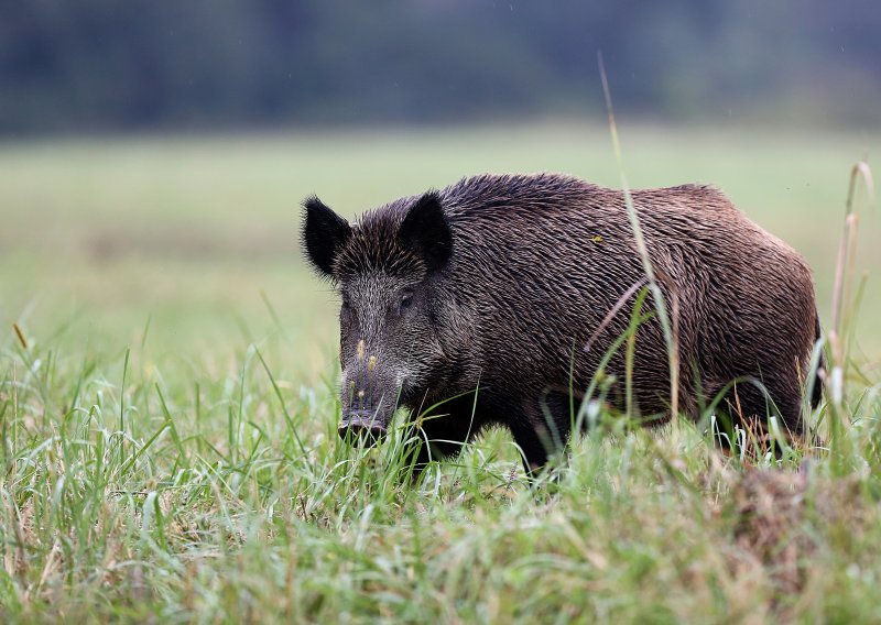 Mađari otkrili afričku svinjsku kugu kod divljih svinja zapadno od Budimpešte