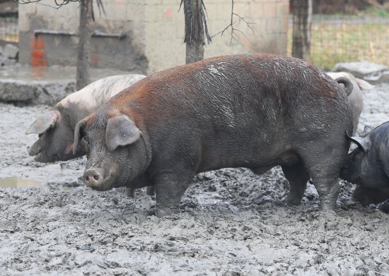 Svinja kao krava: Kinezi su počeli uzgajati prasce teške po 750 kilograma, a prodaju se za 10.000 kuna