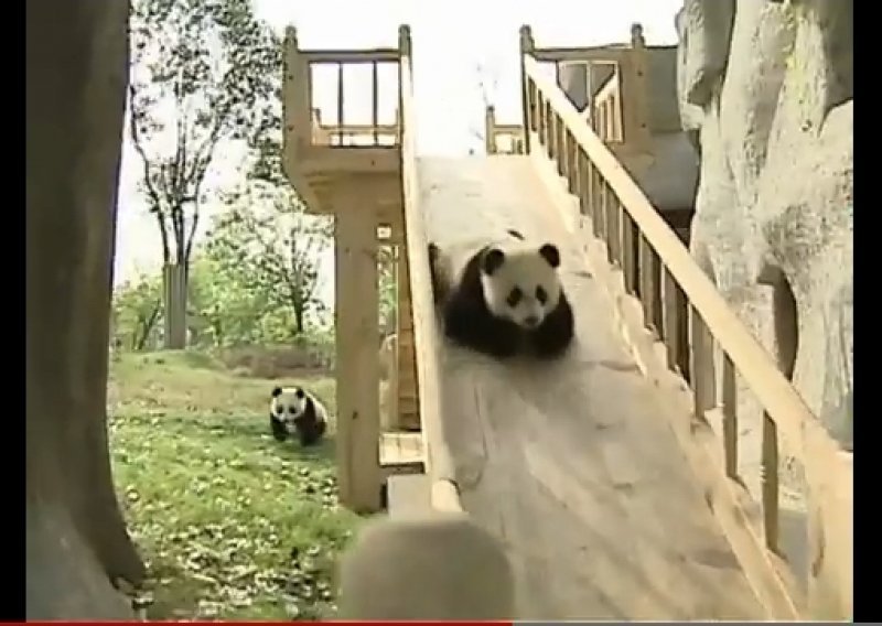 Evo kako se pande spuštaju niz tobogan