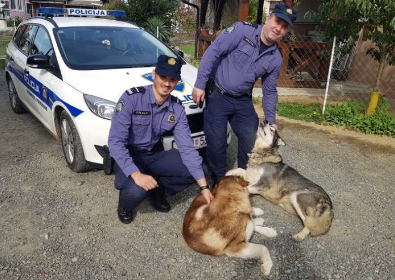 Sretan završetak potrage za dva odbjegla aljaška malamuta