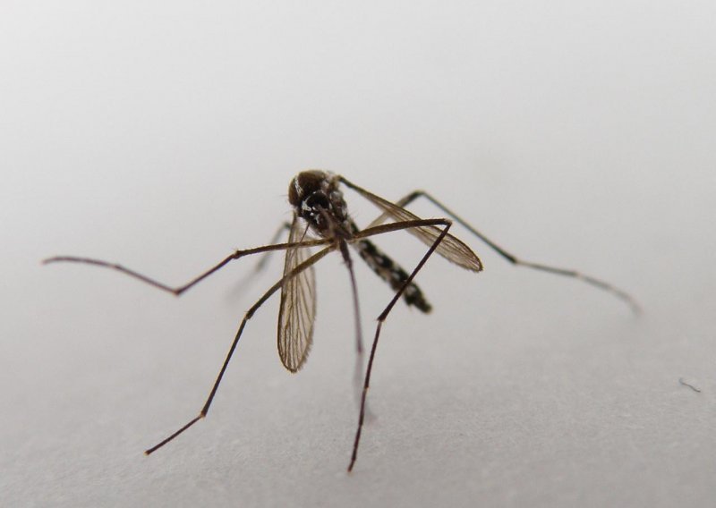Tajvanka uhvatila četiri milijuna komaraca