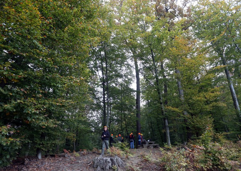 Počela sječa starih stabala na Kozjači iznad Karlovca radi pomlađivanja šume