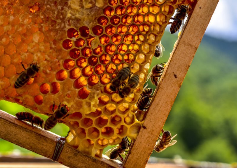 Europska unija zabranila još jedan pesticid zbog opasnosti za ljude i pčele