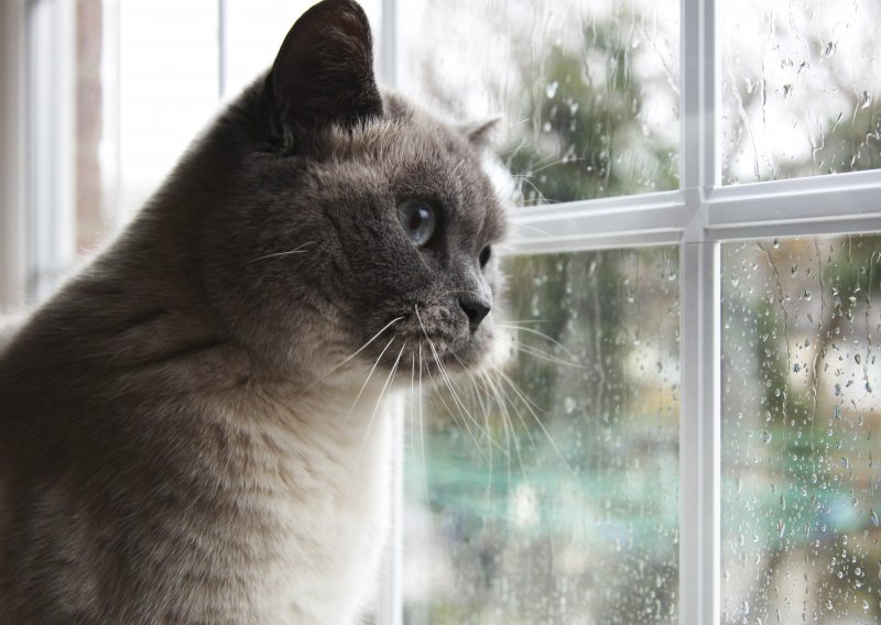 Zašto mačke obožavaju prozore?