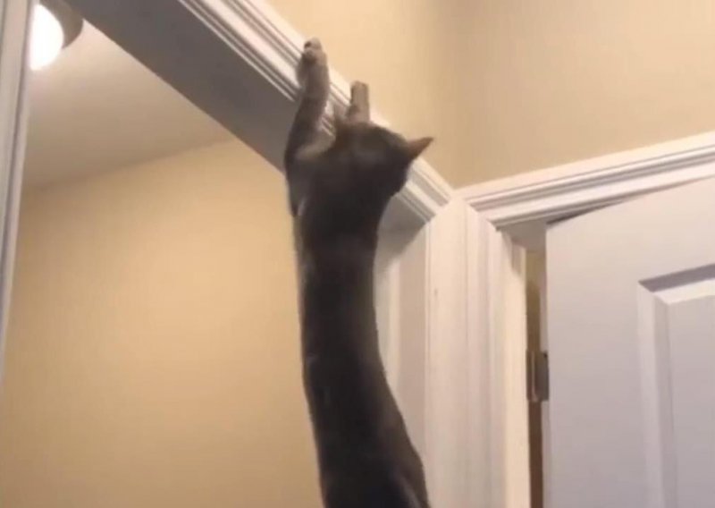 Mačke poštuju gravitaciju samo kad iz nje mogu izvući zabavu