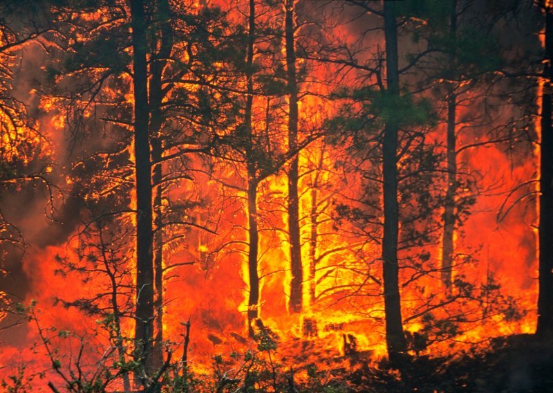 U Srbiji požari na desecima lokacija, najteže na Staroj planini