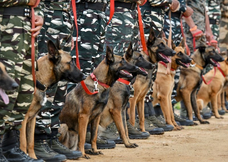 [VIDEO] U opasnim vojnim misijama dresirani psi mogu biti od velike pomoći