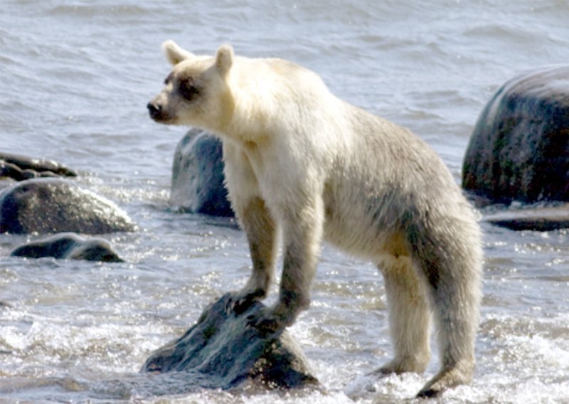 Smeđi medvjedi na ruskom otoku mijenjaju boju