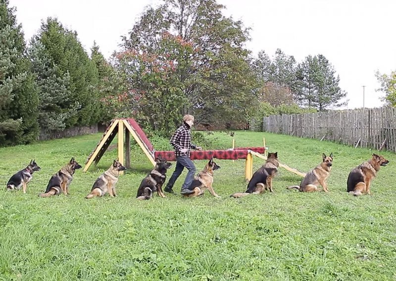Ovi njemački ovčari definicija su dobro treniranih pasa