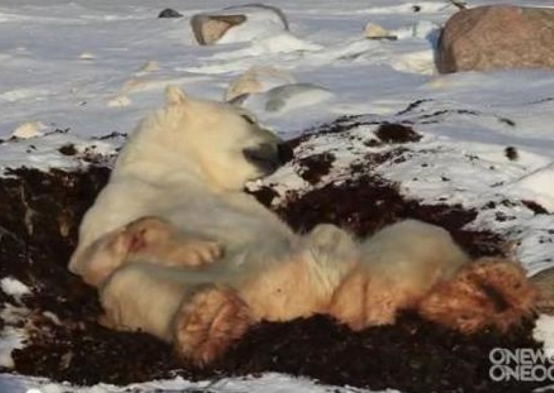 Je li ovo najljeniji polarni medvjed?