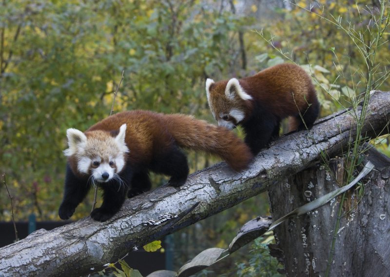 Blizanci crvenih pandi rođeni u zagrebačkom ZOO-u zvat će se - Dudek i Regica