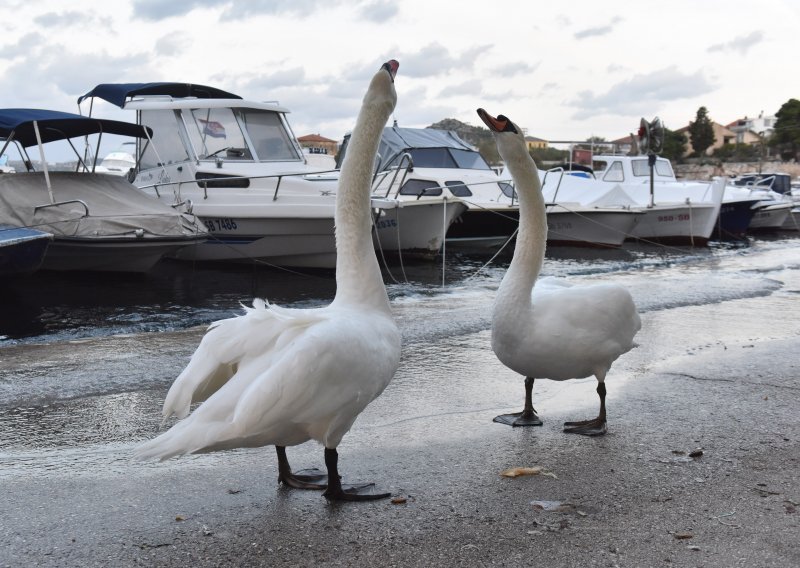 [FOTO/VIDEO] Šibenčane je jutros dočekala blokada prometnice; dva labuda su u potrazi za hranom došetala do grada