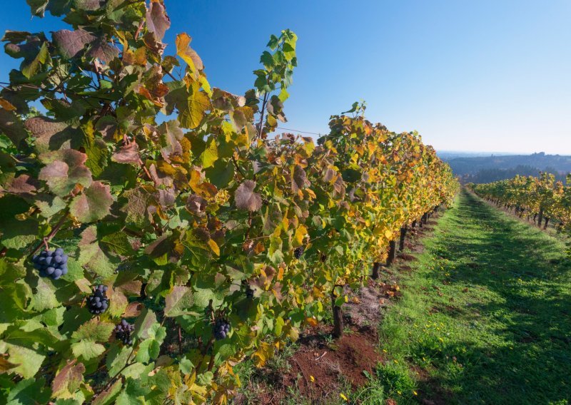 Tjedan arhiva u Sisku počeo izložbom vinogradarske baštine