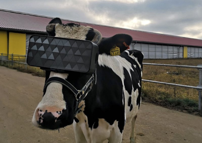 Krave na ovoj ruskoj farmi dobit će kacige za virtualnu stvarnost kako bi smanjile razinu stresa