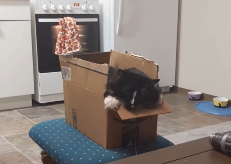 Kad mačka zauzme kutiju, ništa je iz nje ne može izbaciti