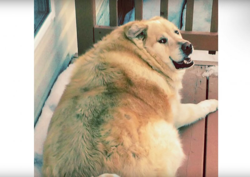 Upoznajte psa koji je smršavio 45 kilograma