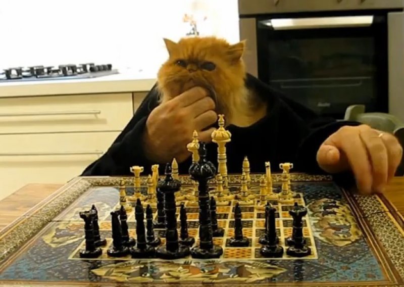Mačka nesportski podnijela poraz u šahu