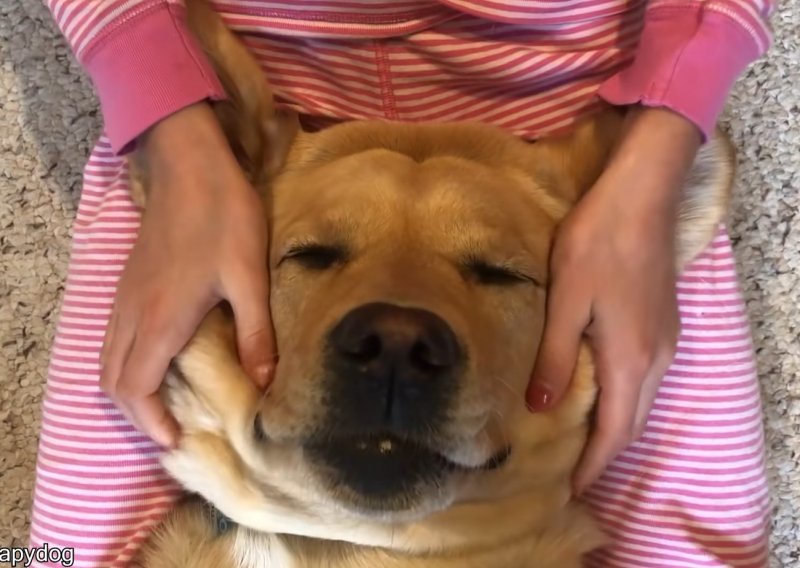 Ovaj pas zna kako se opustiti