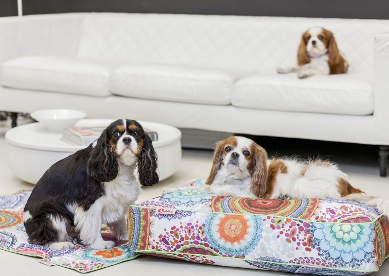 Neodoljivi jastuci za pse uklopit će se u svaki dom