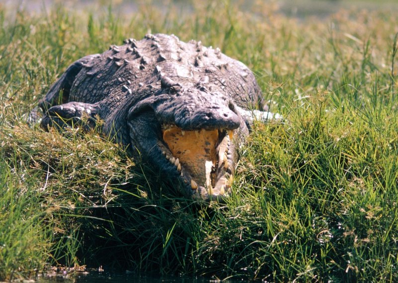 Ustrijeljen krokodil koji je napao timariteljicu u Švicarskoj