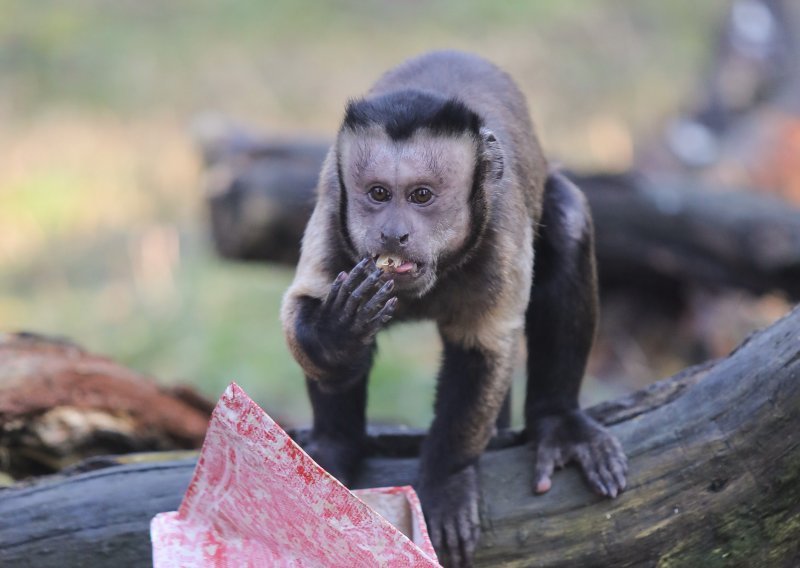 [FOTO] Stigli pokloni i za životinje u zagrebačkom zoološkom vrtu; pogledajte kako su reagirali majmunčići, merkati, lavovi...