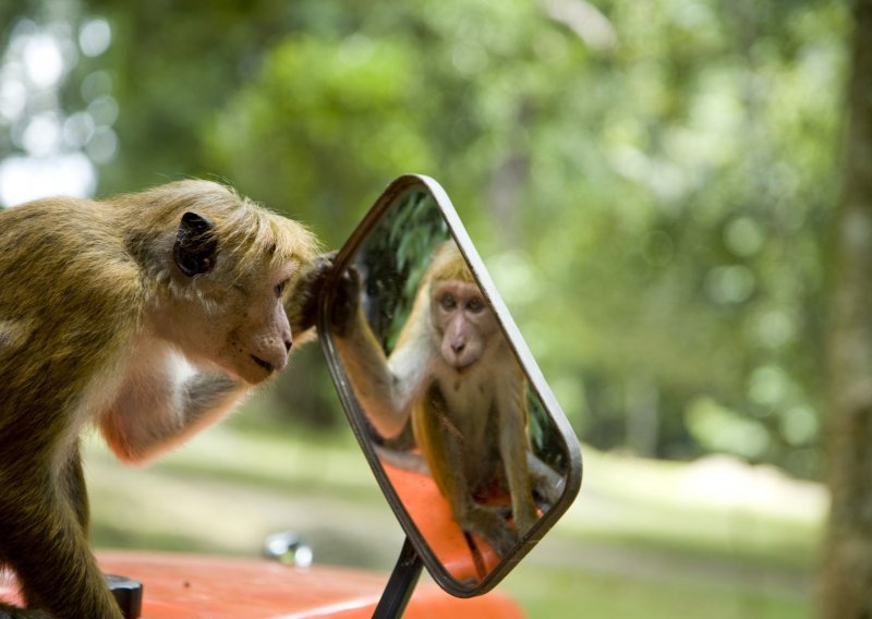 Prepoznaju li se životinje u ogledalu?