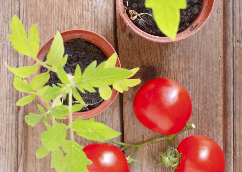 Znate li koliko je lako uzgojiti vlastito povrće i začine?