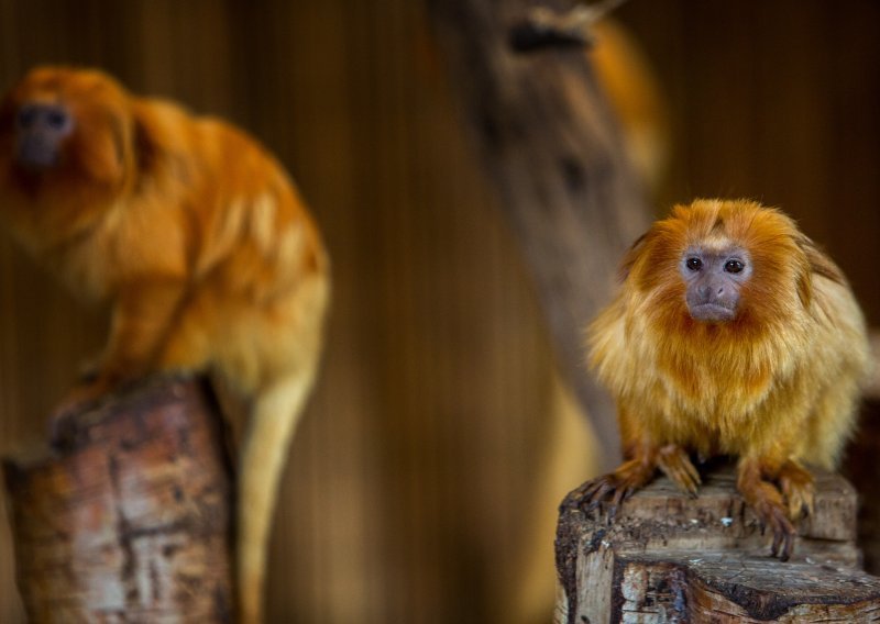 Deseci majmuna uginuli u požaru u zoološkom vrtu
