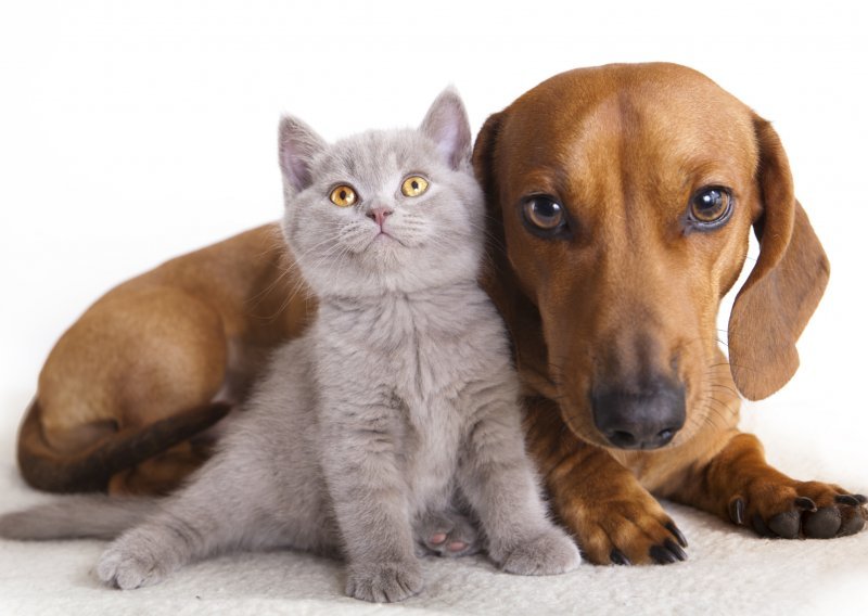 10 najvećih mitova o mačkama i psima