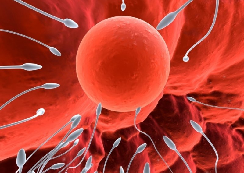 Znanstvenici otkrili tajnu vezanja jajne stanice i spermija