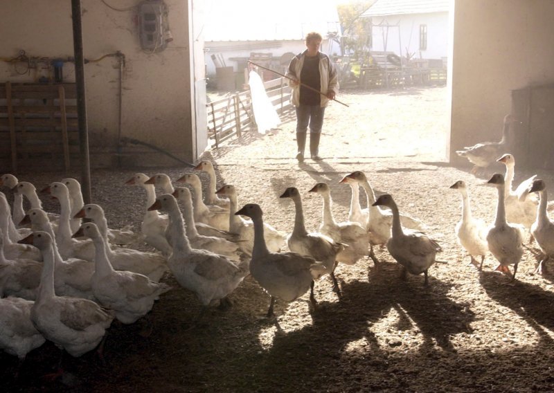 Veterinarska inspekcija pojačala kontrolu na farmama peradi zbog ptičje gripe